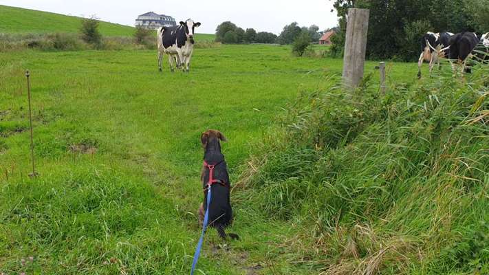 Die Dogorama Wochen Challenge-Beitrag-Bild