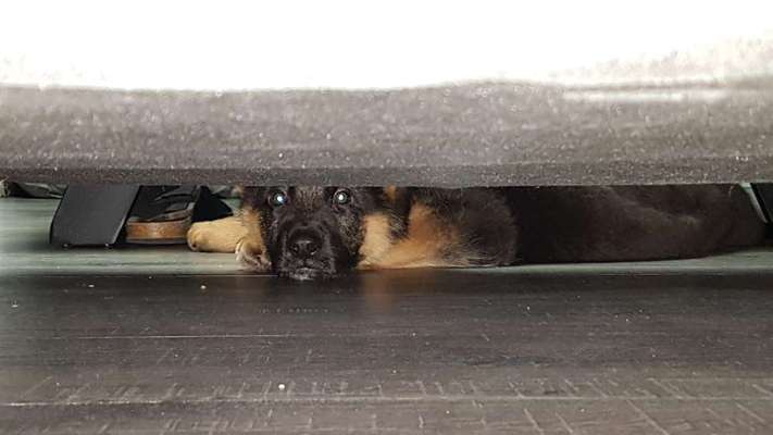 Gordon Setter-Beitrag-Bild