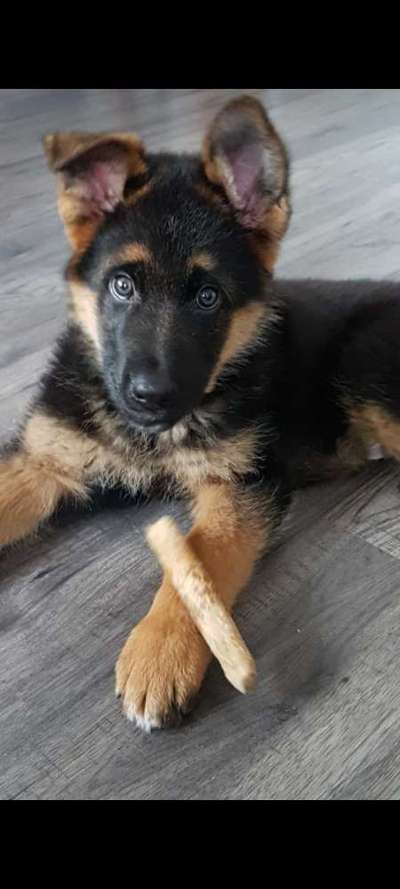 Schäferhund-Beitrag-Bild