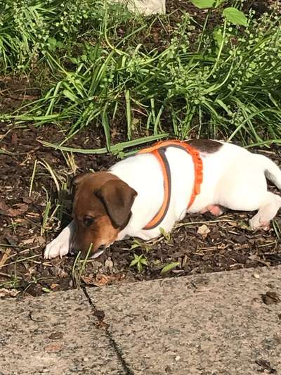 Dansky (Dansk-Svensk Gårdshund)-Beitrag-Bild