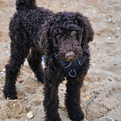 aktuelles Foto Gruppe Pudel