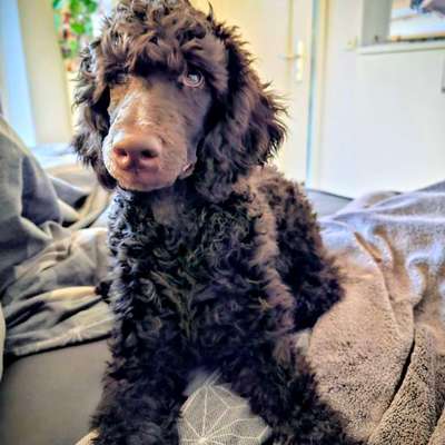 aktuelles Foto Gruppe Pudel