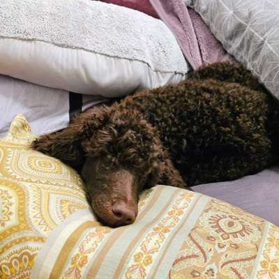 aktuelles Foto Gruppe Pudel