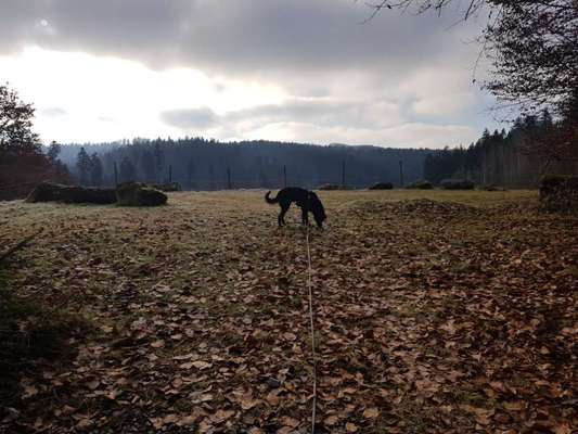 Hundetreffen-Spazieren, Trainieren, Wandern-Bild