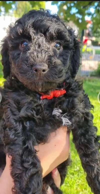 Welpen Bilder !-Beitrag-Bild