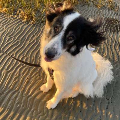 Hundetreffen-Sozialspaziergang mit Absprache-Profilbild