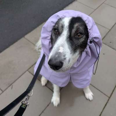 aktuelles Foto Gruppe Hunde aus dem Tierschutz
