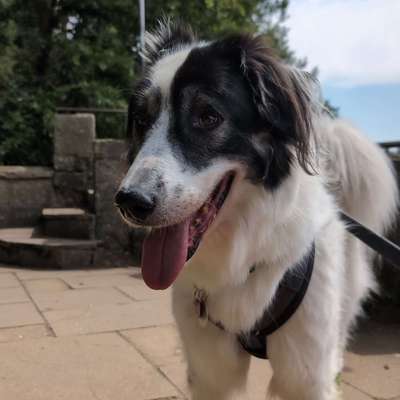 Hundetreffen-Sozialspaziergang mit Absprache-Bild