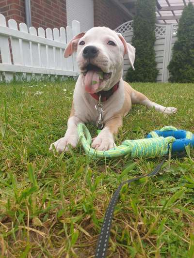 Welpen Bilder !-Beitrag-Bild