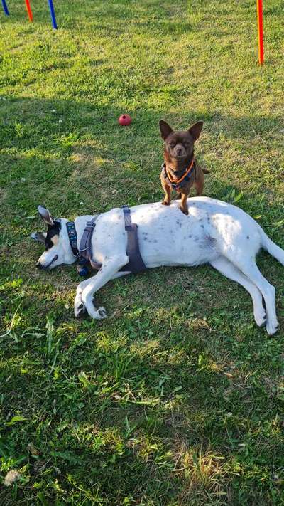 Wo sind die Chihuahua Besitzer ?-Beitrag-Bild