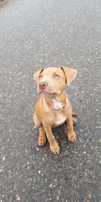 Welpen Bilder !-Beitrag-Bild