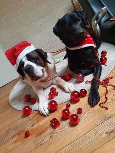 Dogorama Photo Challenge - Die besten Hundebuddys-Beitrag-Bild