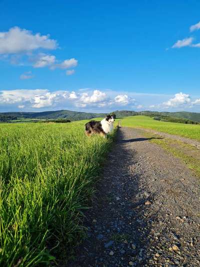 Die Dogorama Kalender Challenge Titelbild-Beitrag-Bild