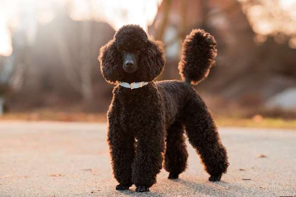 Alles rund um den Pudel-Beitrag-Bild