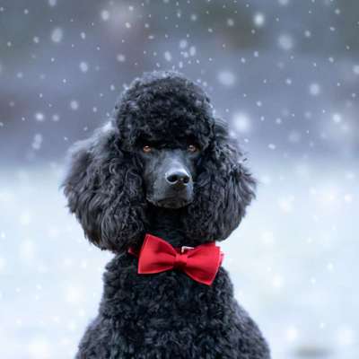 Dogorama Photo Challenge - Festliches Accessoires-Beitrag-Bild