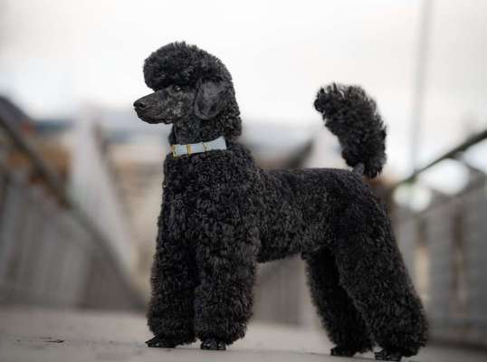 Alles rund um den Pudel-Beitrag-Bild