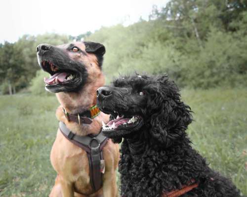 Foto's und Hundemodels-Beitrag-Bild