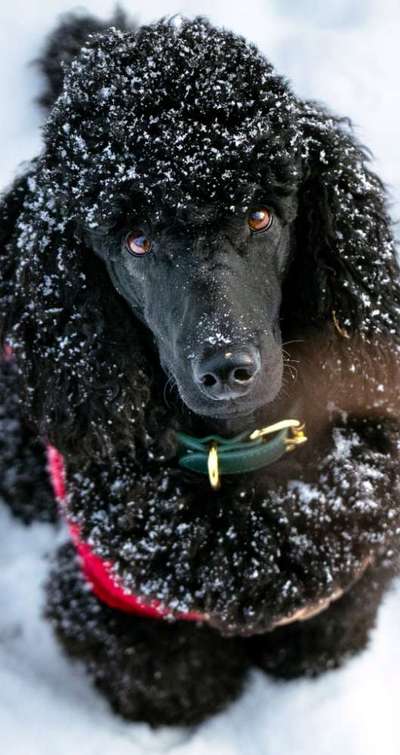 Alles rund um den Pudel-Beitrag-Bild