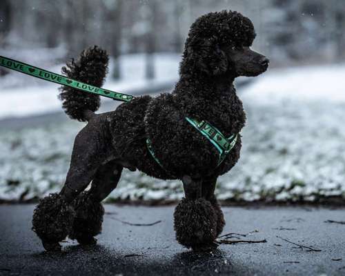 Alles rund um den Pudel-Beitrag-Bild