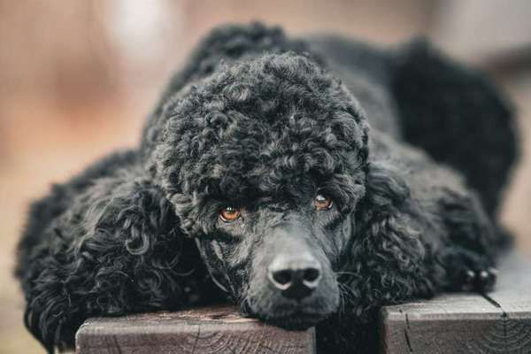 Foto's und Hundemodels-Beitrag-Bild