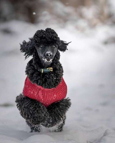 Verspielt-Beitrag-Bild