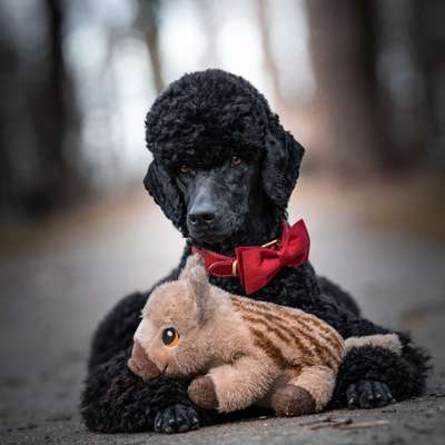 Black dogs are beautiful-Beitrag-Bild