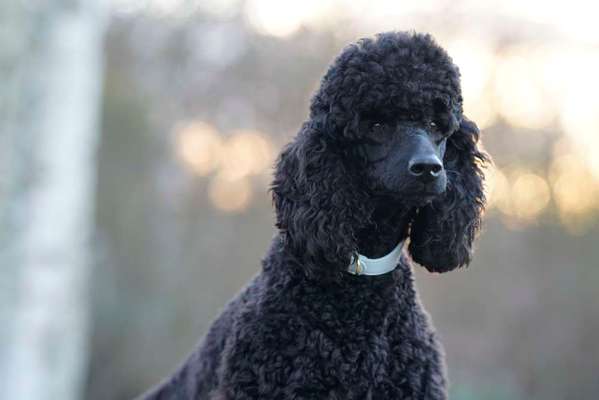 Black dogs are beautiful-Beitrag-Bild