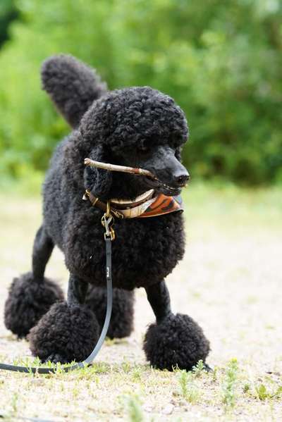 Fotosammlung: ,,Der natürliche Hund" Unbearbeitet, ungestellt und in Natura-Beitrag-Bild