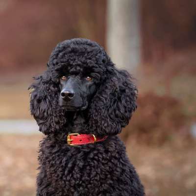 Alles rund um den Pudel-Beitrag-Bild