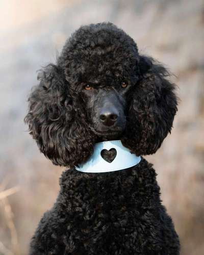 Dogorama Photo Challenge - Portrait-Beitrag-Bild