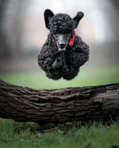 Black dogs are beautiful-Beitrag-Bild