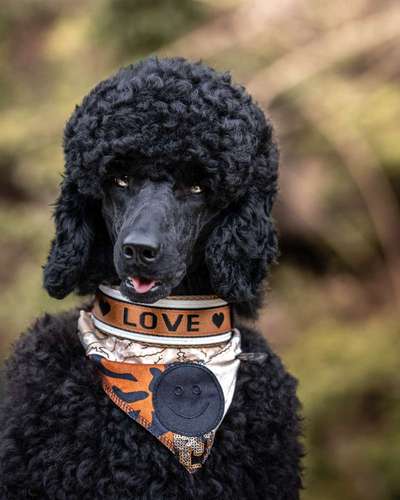 Zeige den lustigsten Blick deines Hundes-Beitrag-Bild