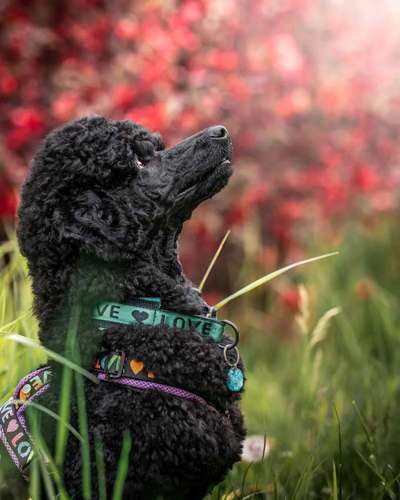 11. Farben Foto Challenge Rot-Beitrag-Bild