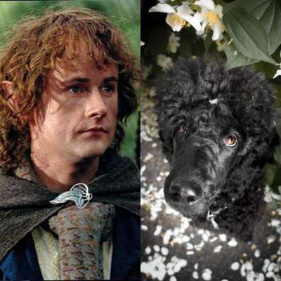 Wie heißt dein Hund?-Beitrag-Bild