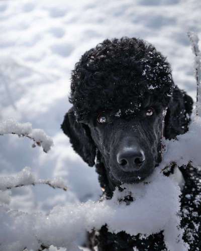 Black dogs are beautiful-Beitrag-Bild