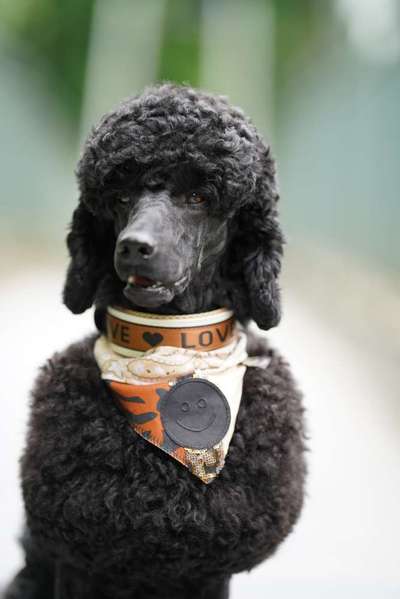 Zeige den lustigsten Blick deines Hundes-Beitrag-Bild