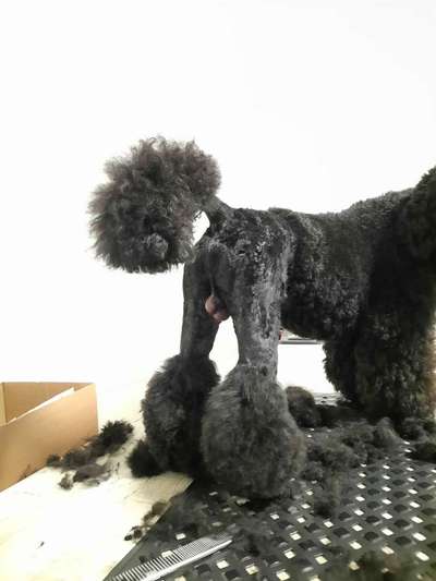 Alles rund um den Pudel-Beitrag-Bild