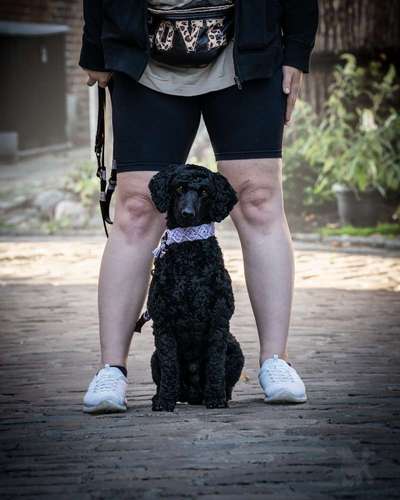 Hund fűrs Alter-Beitrag-Bild