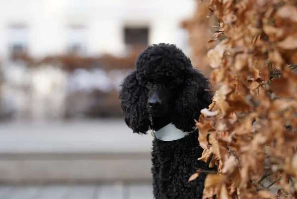 Black dogs are beautiful-Beitrag-Bild