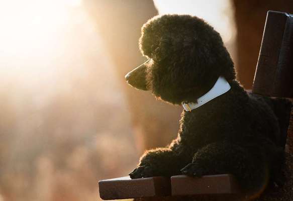 Fotowettbewerb zum Thema "Sonne"-Beitrag-Bild