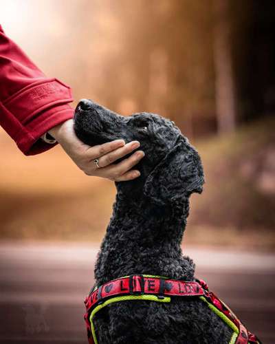 26. Farben Fotochallenge "Herbstfarben"-Beitrag-Bild