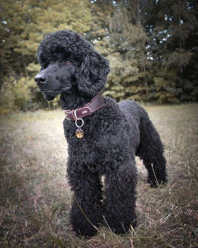 Wie kamt ihr auf die Rasse eures Hundes?-Beitrag-Bild