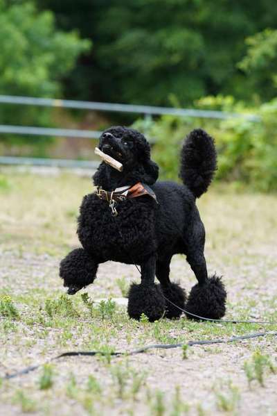 Fotosammlung: ,,Der natürliche Hund" Unbearbeitet, ungestellt und in Natura-Beitrag-Bild