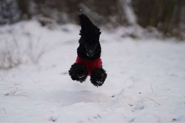 Black dogs are beautiful-Beitrag-Bild