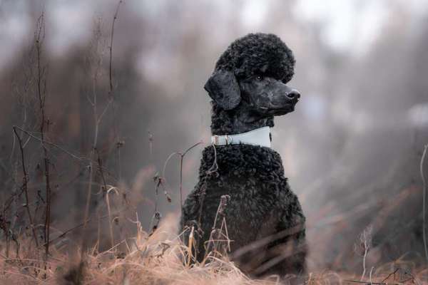 Black dogs are beautiful-Beitrag-Bild