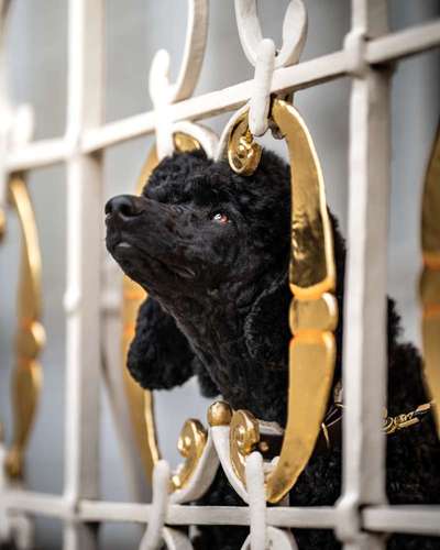 Dogorama Photo Challenge - Durchblick-Beitrag-Bild