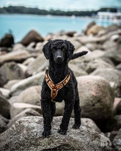 Black dogs are beautiful-Beitrag-Bild