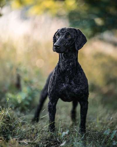 Alles rund um den Pudel-Beitrag-Bild