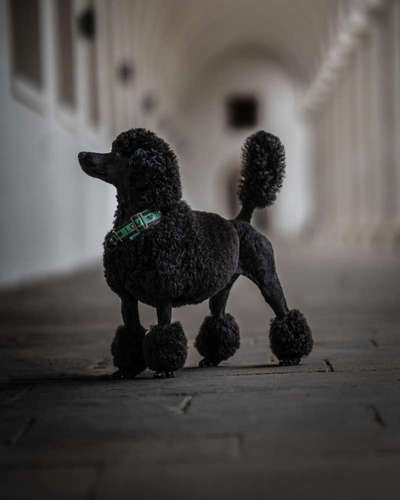 Alles rund um den Pudel-Beitrag-Bild