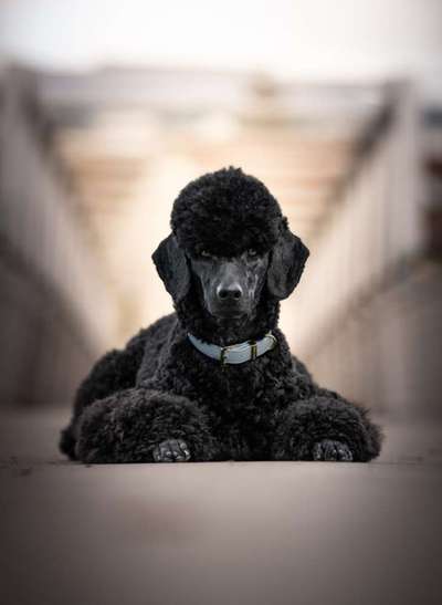 Alles rund um den Pudel-Beitrag-Bild